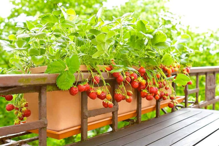 Aardbeien Kweken In Pot Op Balkon Of Terras