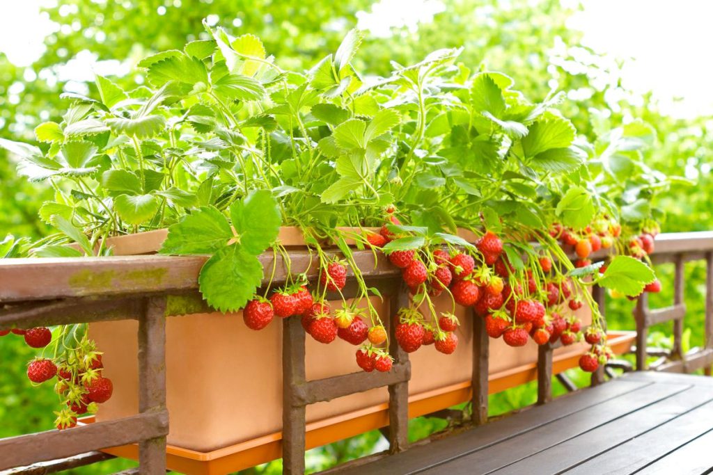 aardbeienplant op balkon