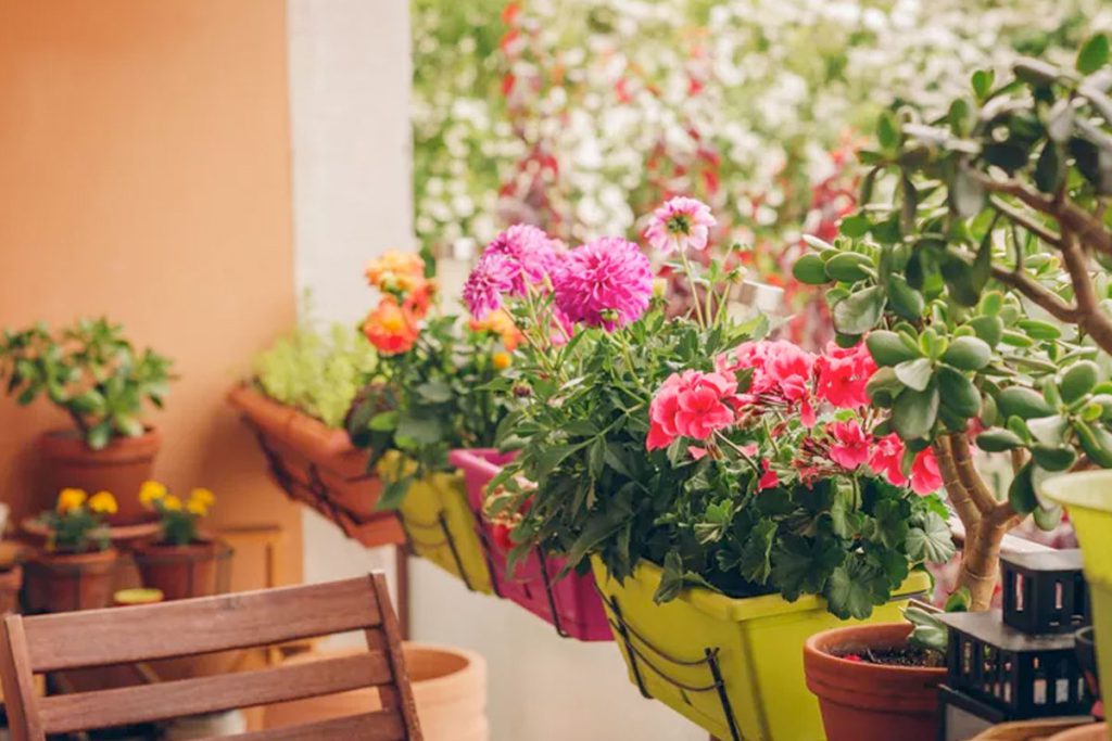 Welke planten overleven op een balkon