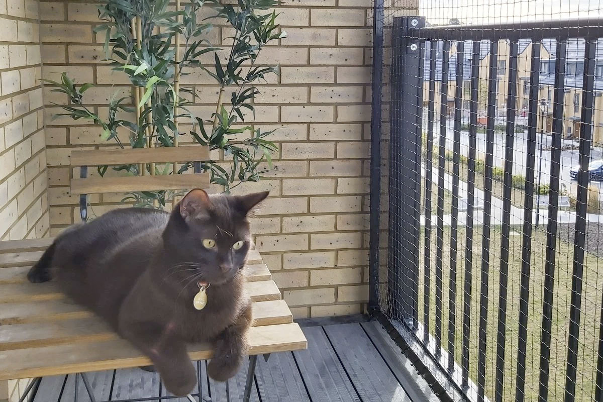 Een veilig balkon voor je kat