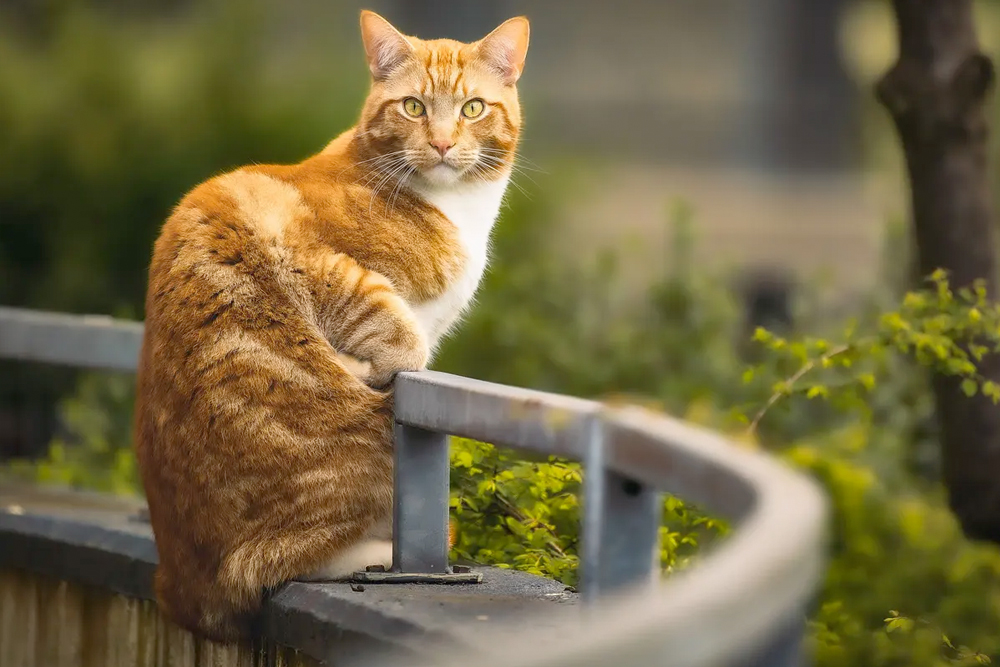 Hoe zorg je dat je kant niet van een balkon springt