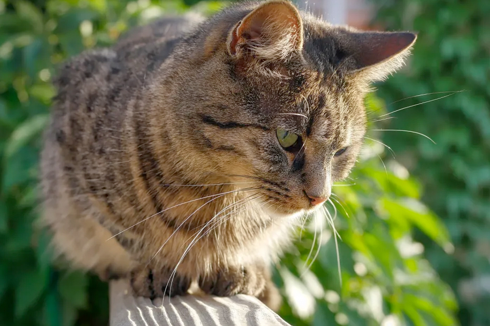 kan ik mijn kat op balkon laten