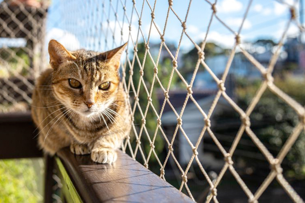 wat is een kattennet